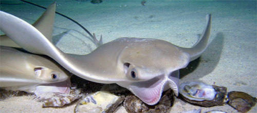 2009_Cownose-ray-VA-aquarium_photog-Robert-Fisher_006.jpg