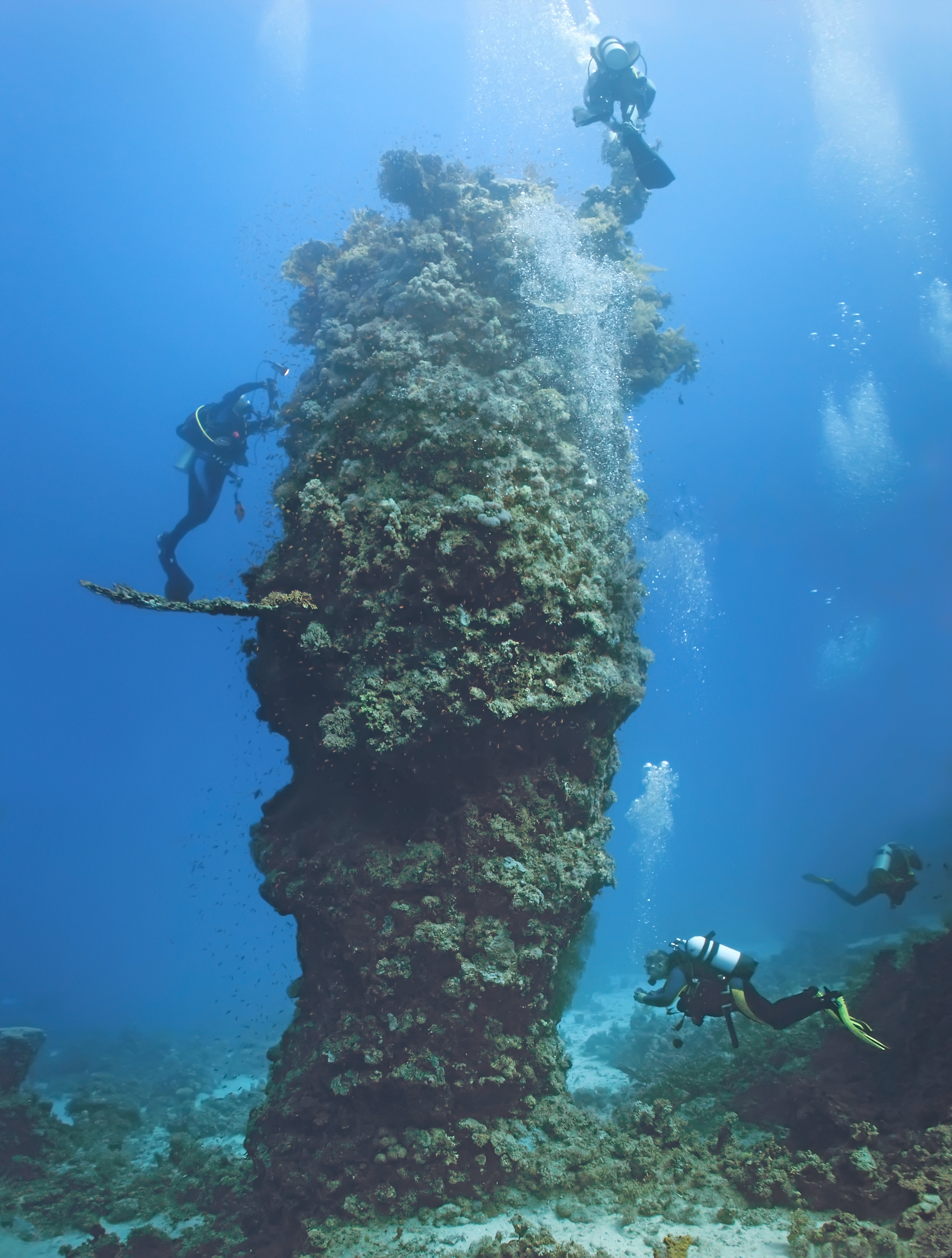 corals need relief the