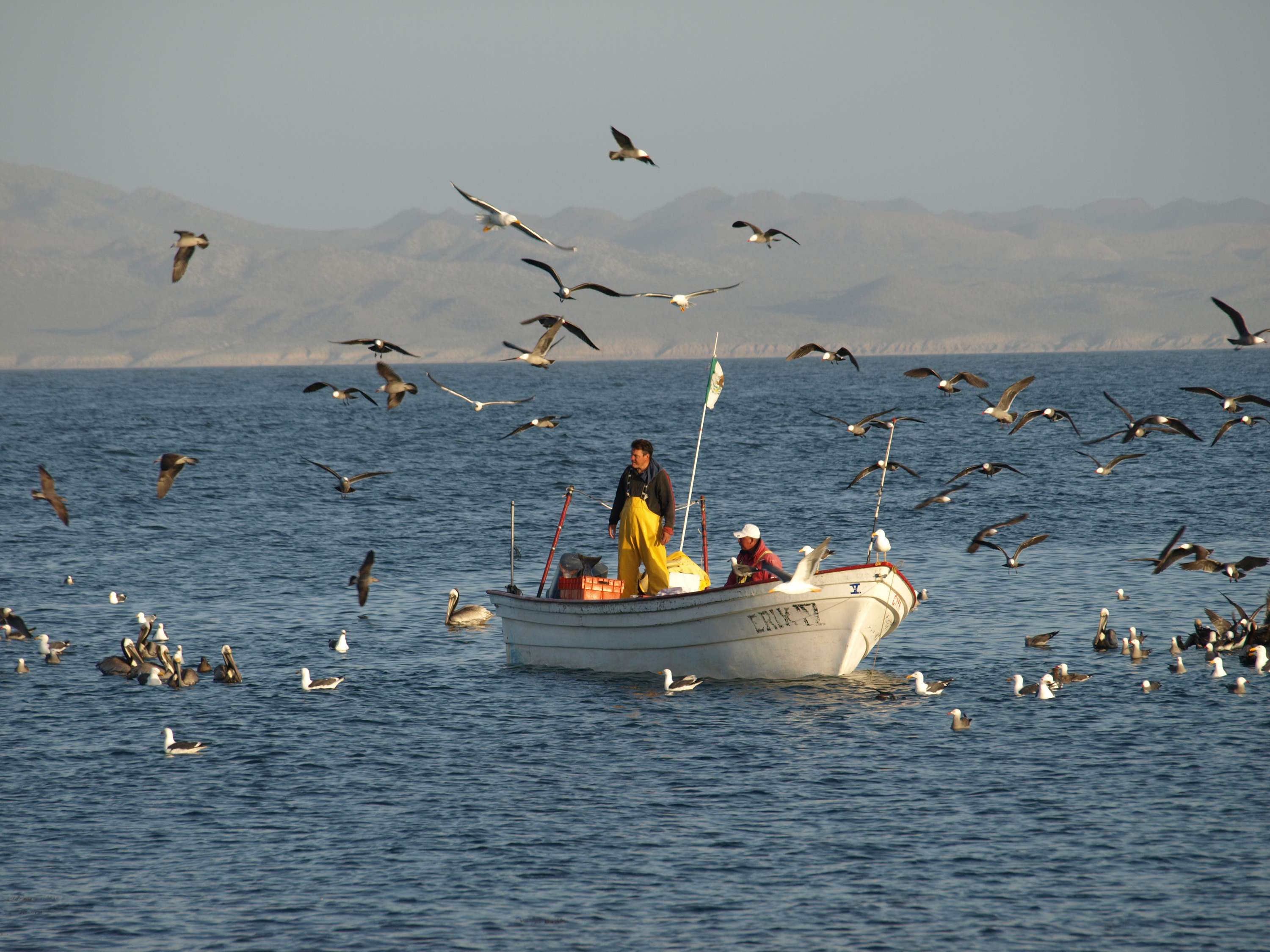 Marcia Moreno-Baez:Marine Photobank 2.jpg