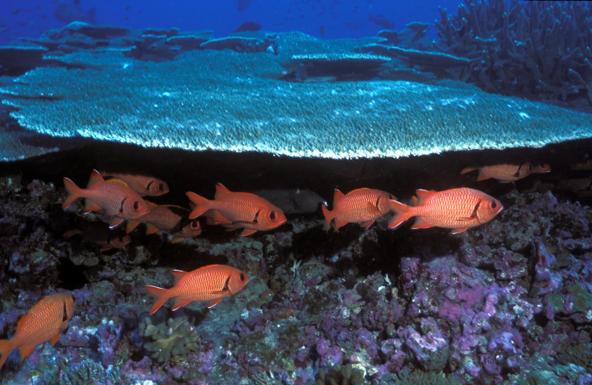 Soldierfish,_Baker_Island_NWR.jpg