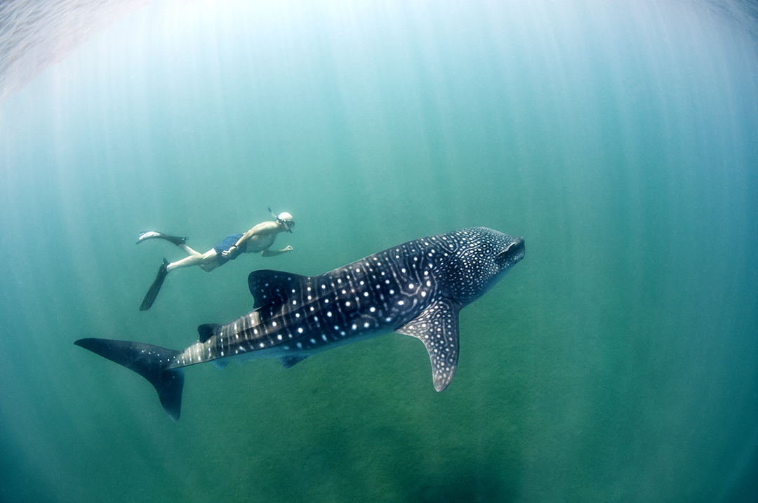 Whale Shark dale.jpg