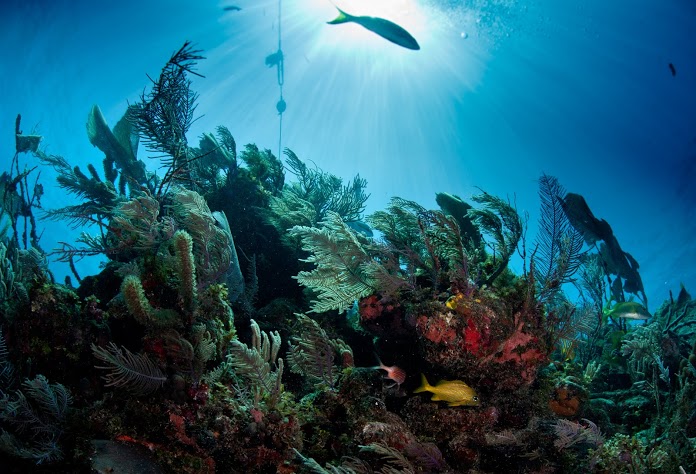 coral2.jpg