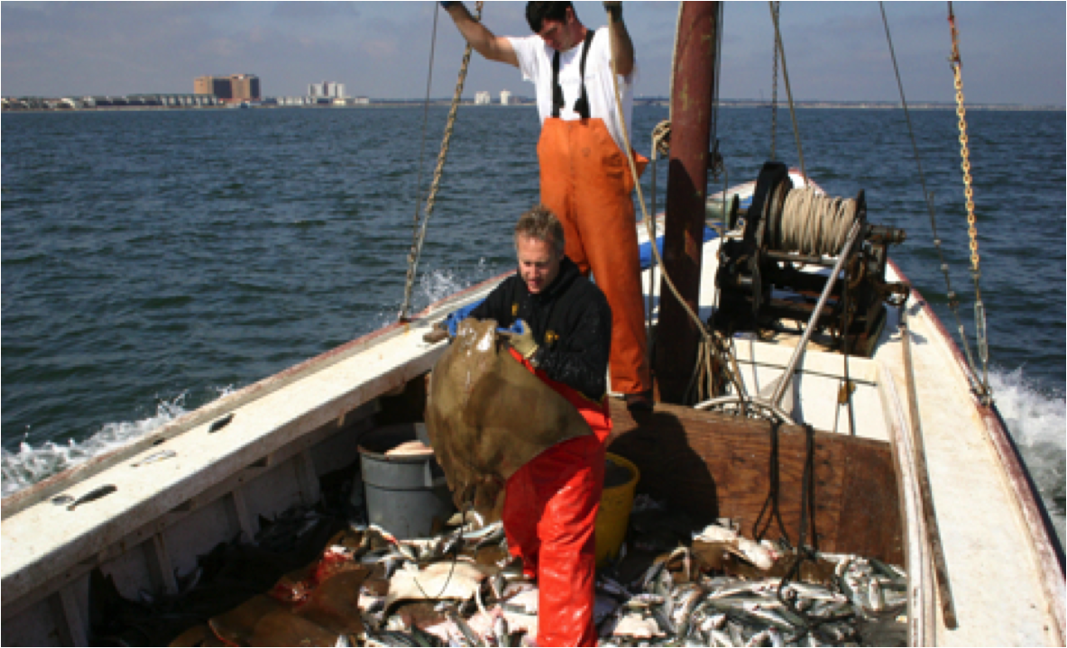 cownose ray hunting.png