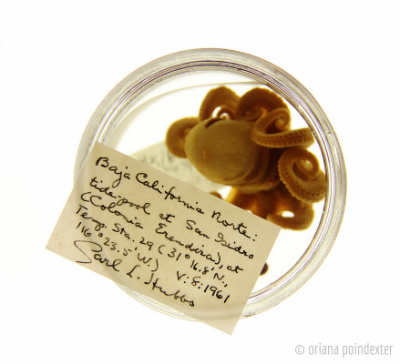 octoous specimen.jpg