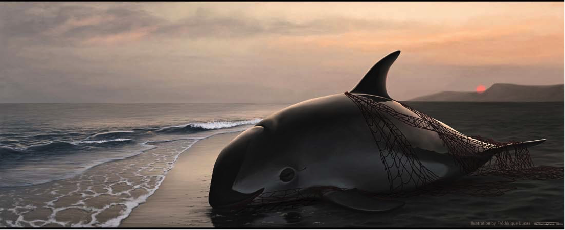 vaquita_0.png